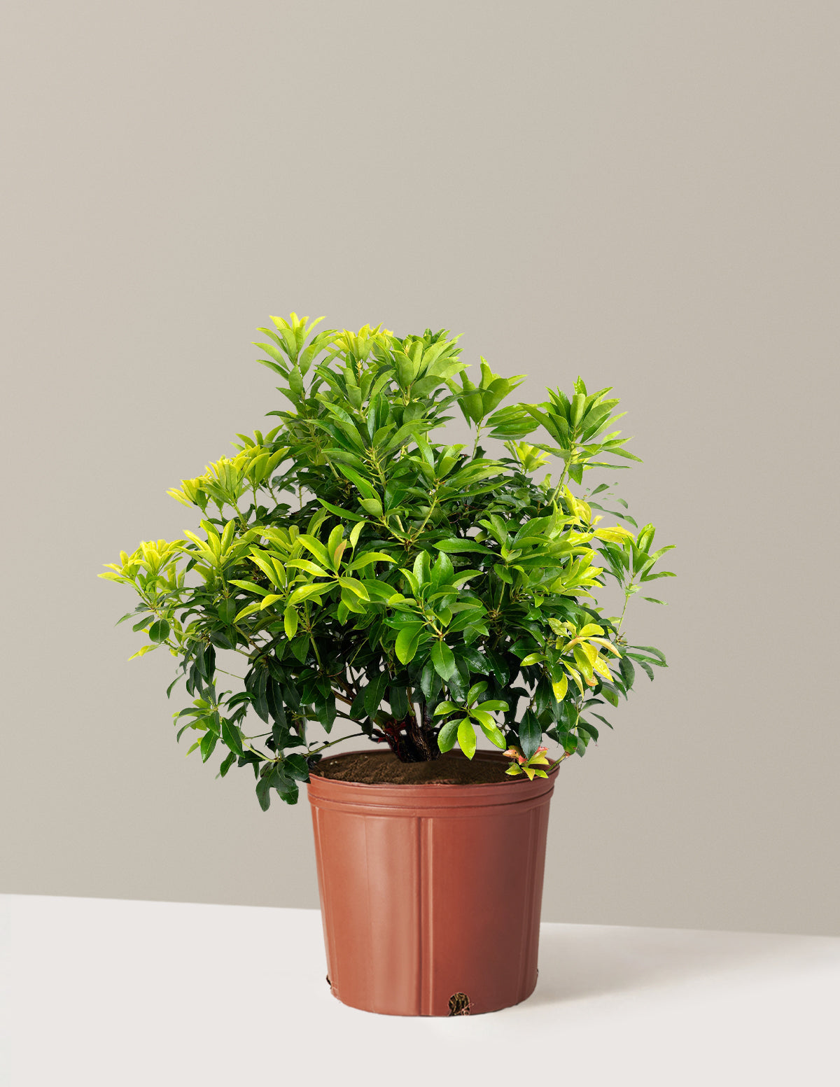 Enchanted Forest® Gay Goblin™ Pieris