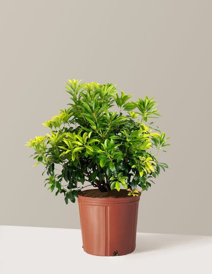 Enchanted Forest® Gay Goblin™ Pieris