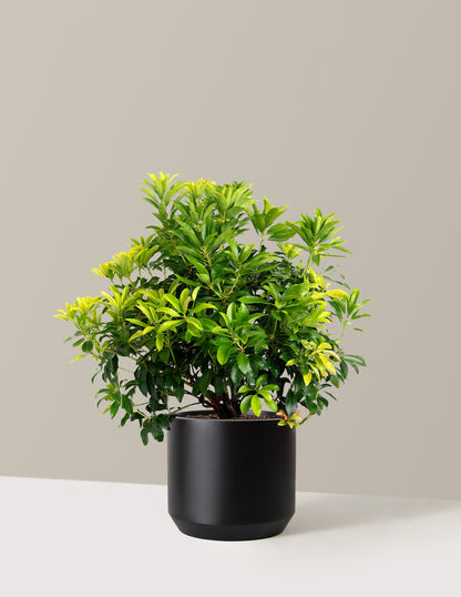 Enchanted Forest® Gay Goblin™ Pieris