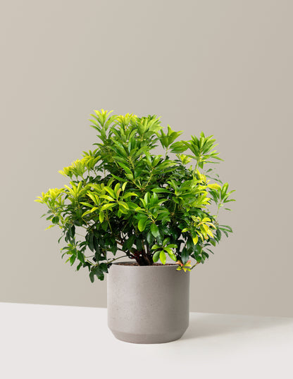 Enchanted Forest® Gay Goblin™ Pieris