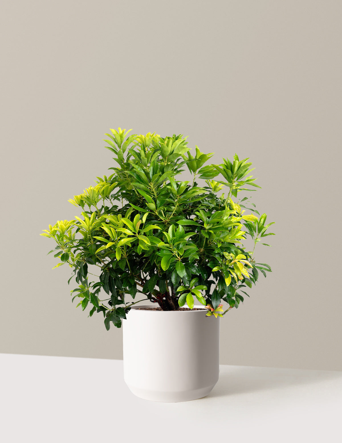 Enchanted Forest® Gay Goblin™ Pieris