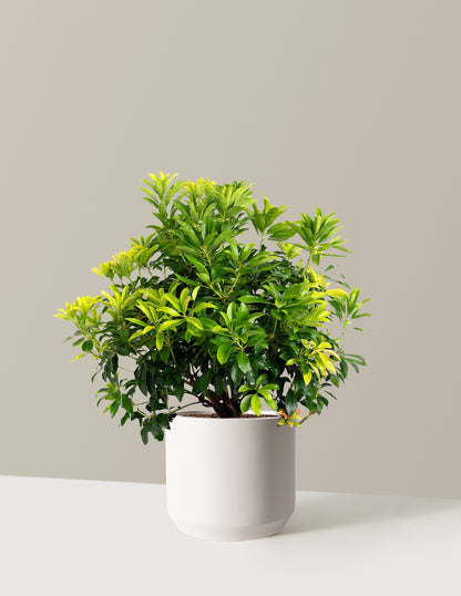 Enchanted Forest® Gay Goblin™ Pieris