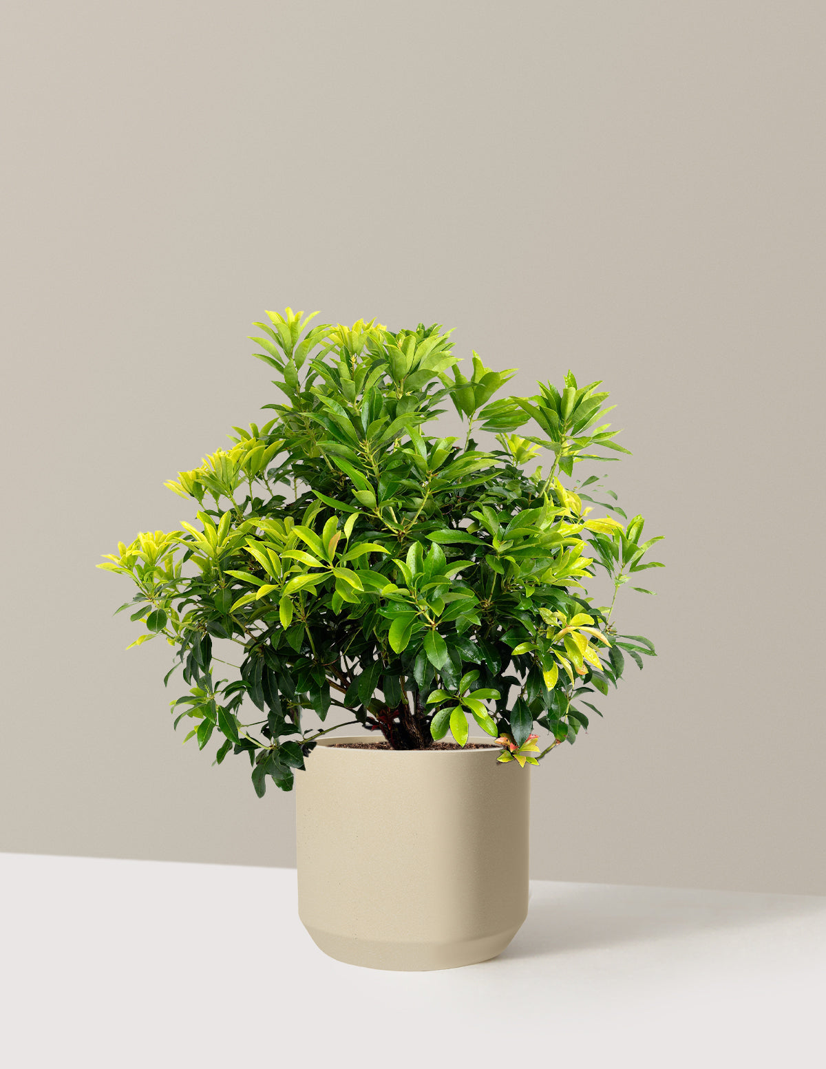 Enchanted Forest® Gay Goblin™ Pieris