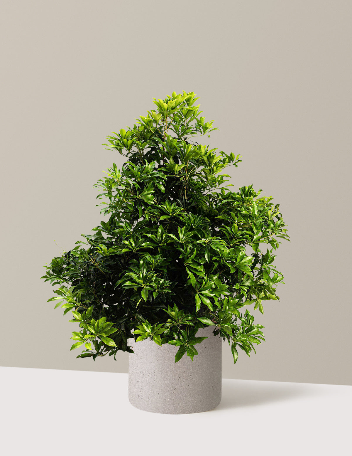 bundle | 3 Gallon | Agnes | Cement Grey