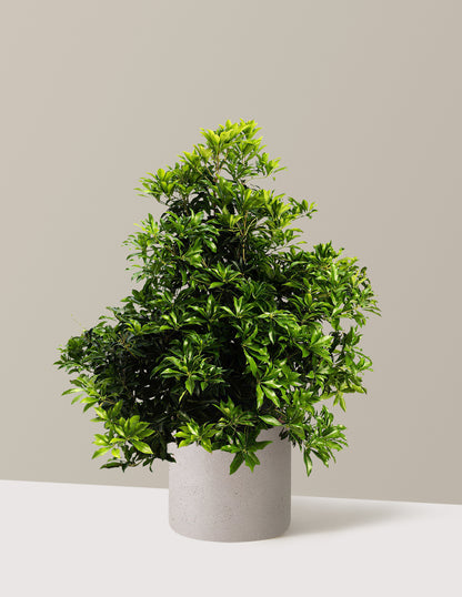 Enchanted Forest® River Run™ Pieris