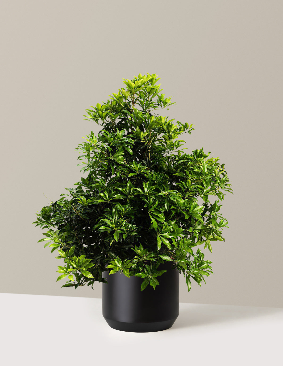 bundle | 3 Gallon | Mexia | Black