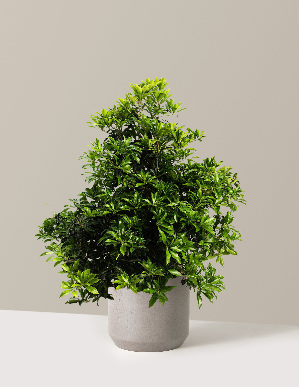 bundle | 3 Gallon | Mexia | Cement Grey