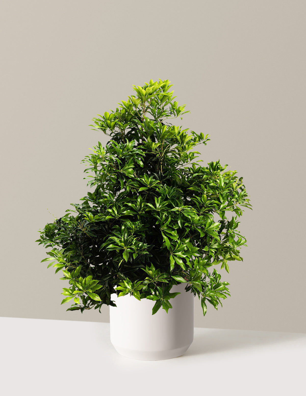 bundle | 3 Gallon | Mexia | Cream