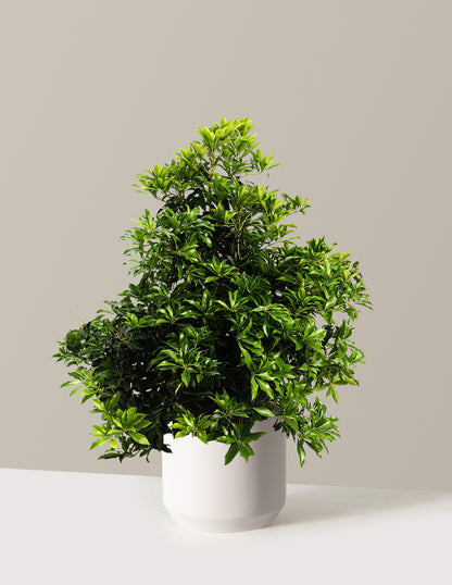 Enchanted Forest® River Run™ Pieris