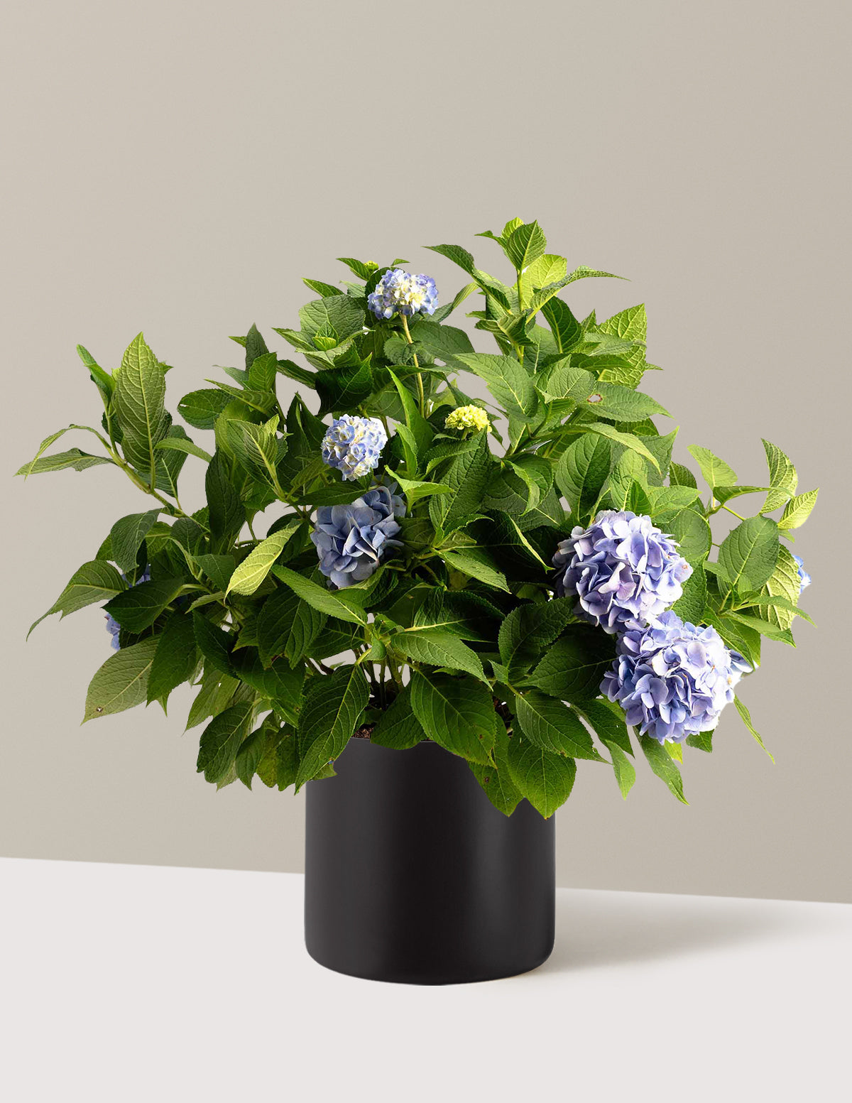 Endless Summer® Hydrangea