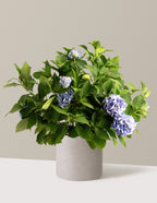 bundle | 3 Gallon - Single | Agnes | Cement Grey