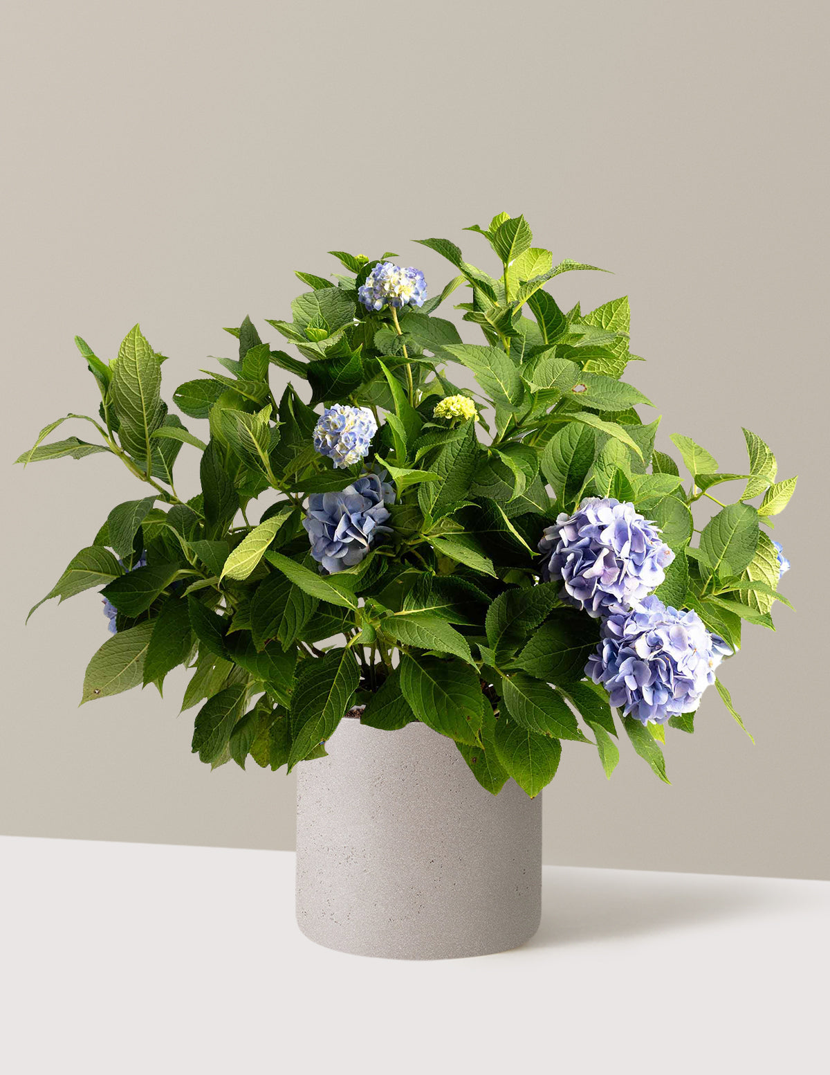 Endless Summer® Hydrangea