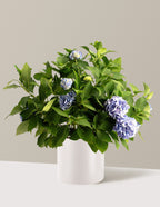 bundle | 3 Gallon - Single | Agnes | Cream