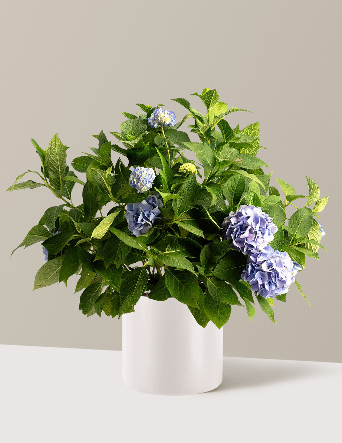 bundle | 3 Gallon - Single | Agnes | Cream
