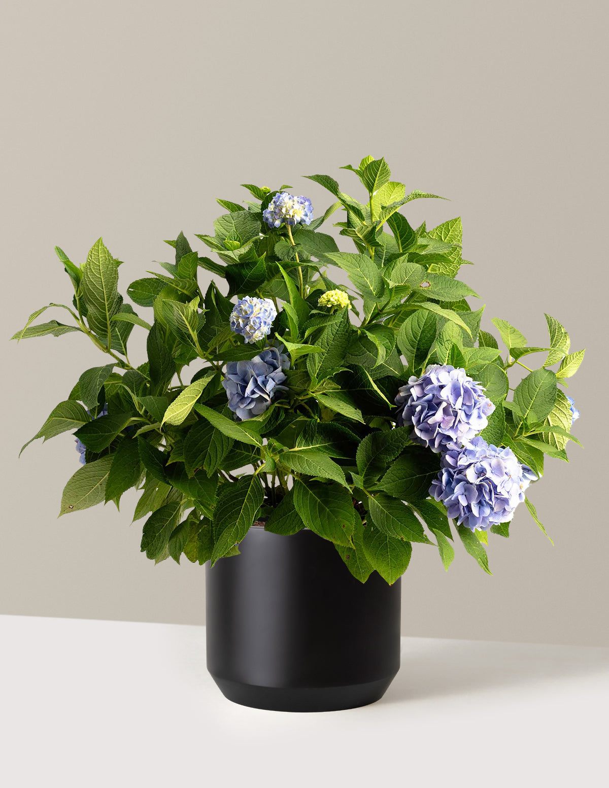 bundle | 3 Gallon - Single | Mexia | Black