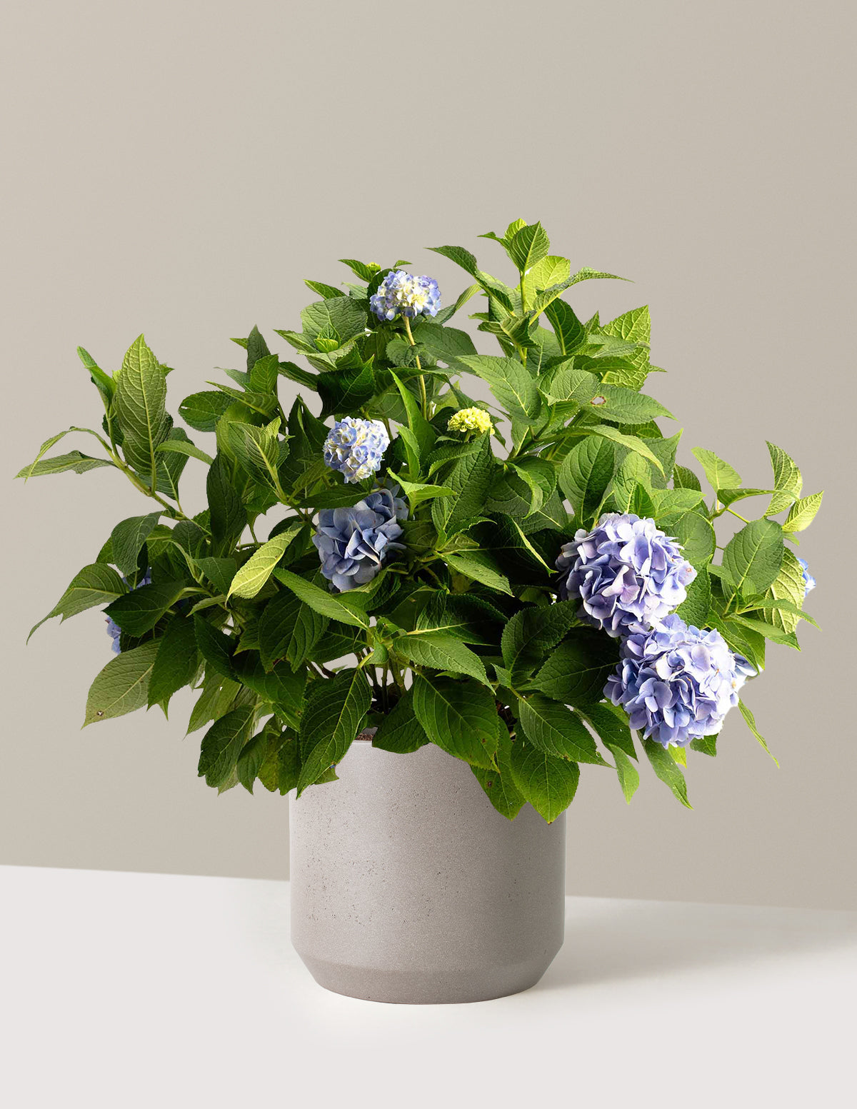 bundle | 3 Gallon - Single | Mexia | Cement Grey