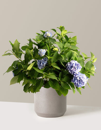 Endless Summer® Hydrangea
