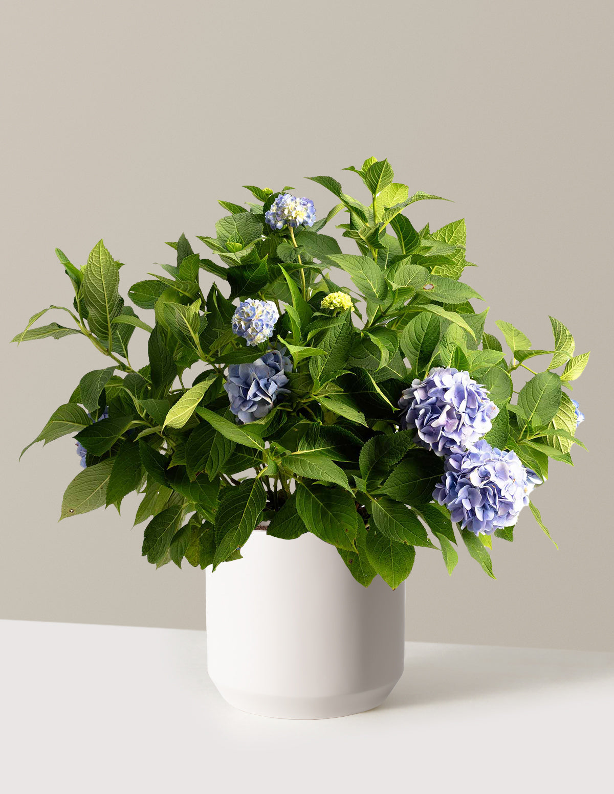 files/the-sill_Large-Endless-Summer_-Hydrangea-_3-Gallon__Large-Mexia-Cream_Variant.jpg