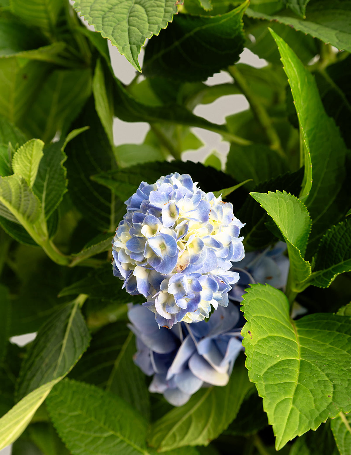 Endless Summer Hydrangea Round main image 1