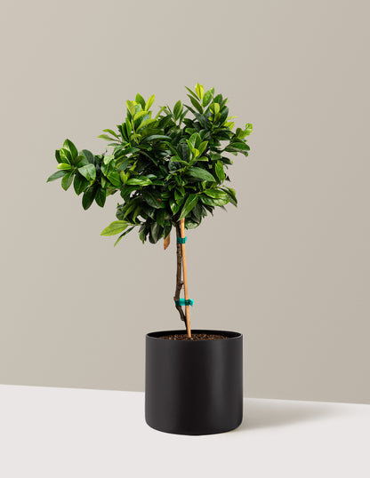 English Laurel Topiary (Single Ball)
