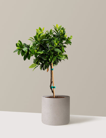 English Laurel Topiary (Single Ball)