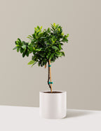 English Laurel Topiary (Single Ball)