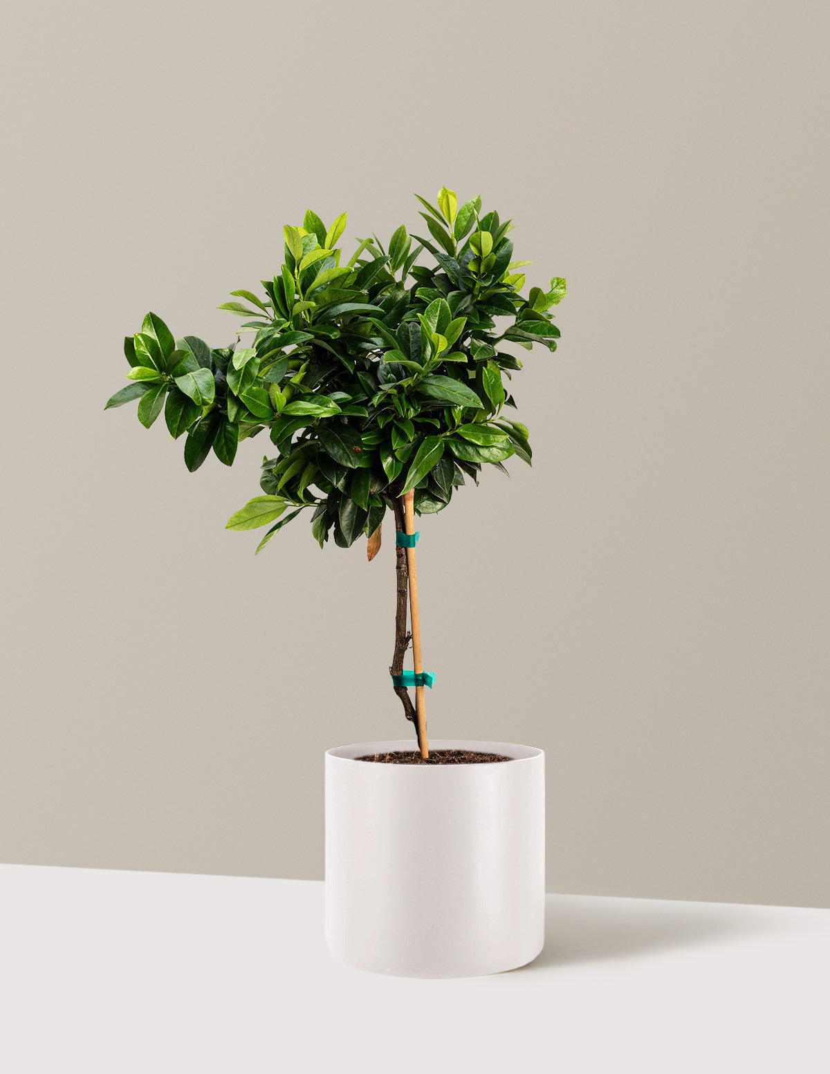 English Laurel Topiary (Single Ball)