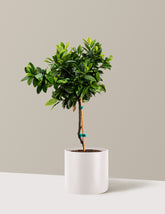 English Laurel Topiary (Single Ball)