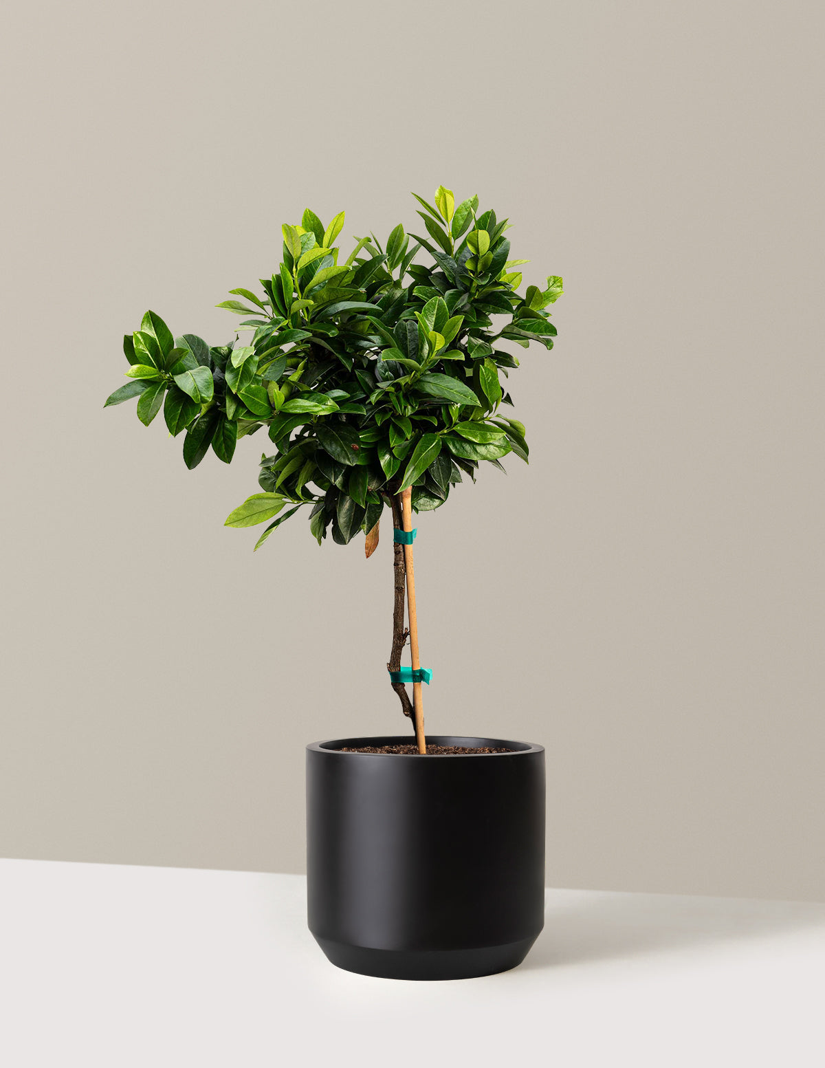English Laurel Topiary (Single Ball)