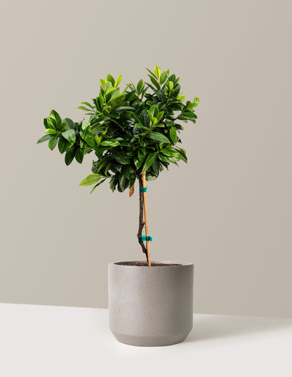 English Laurel Topiary (Single Ball)