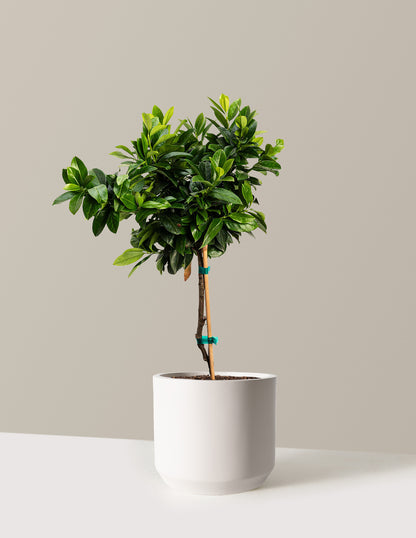 English Laurel Topiary (Single Ball)