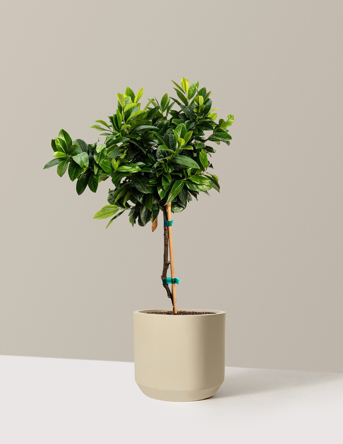 English Laurel Topiary (Single Ball)