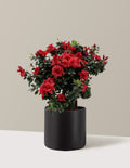 Ever After™ Ruby Azalea