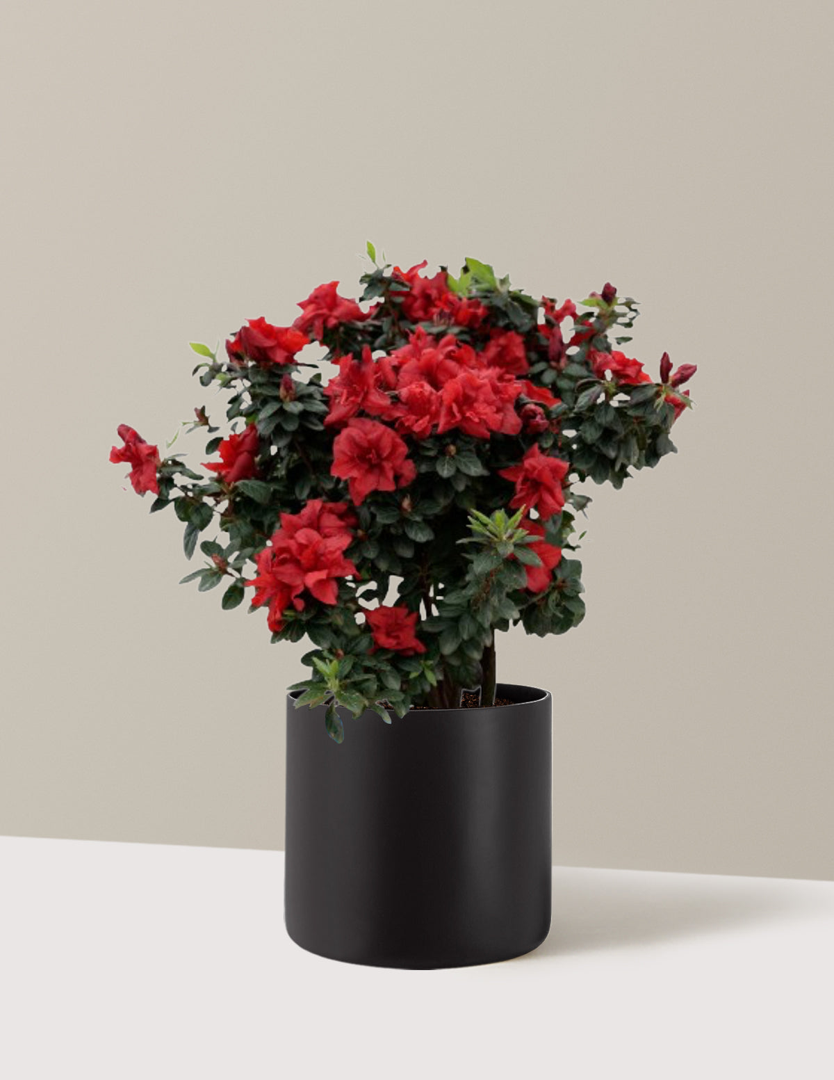 Ever After™ Ruby Azalea