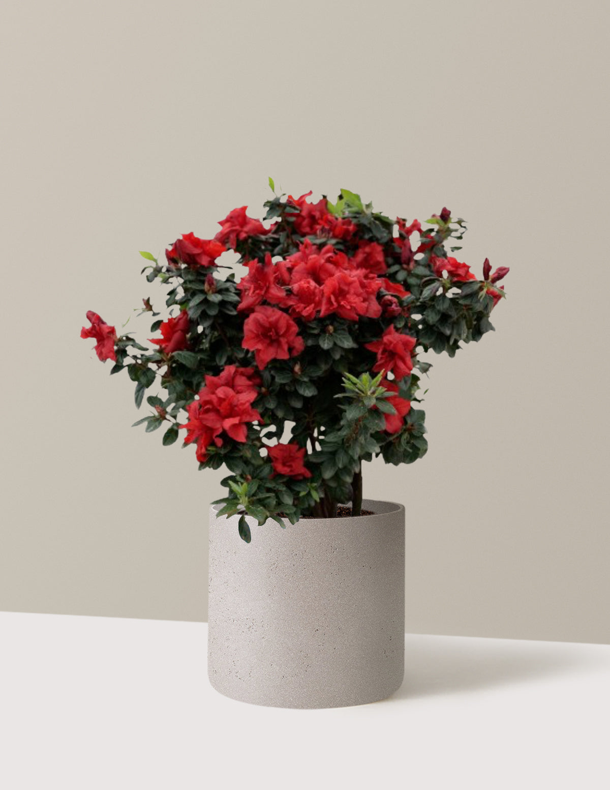Ever After™ Ruby Azalea | The Sill