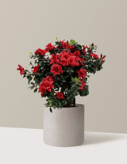 Ever After™ Ruby Azalea