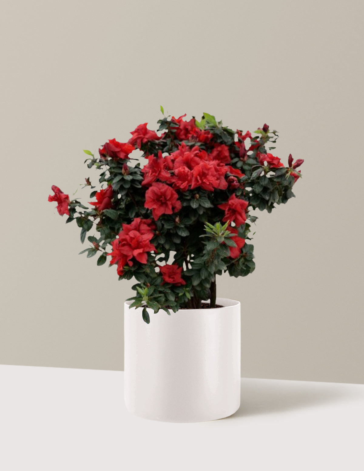Ever After™ Ruby Azalea