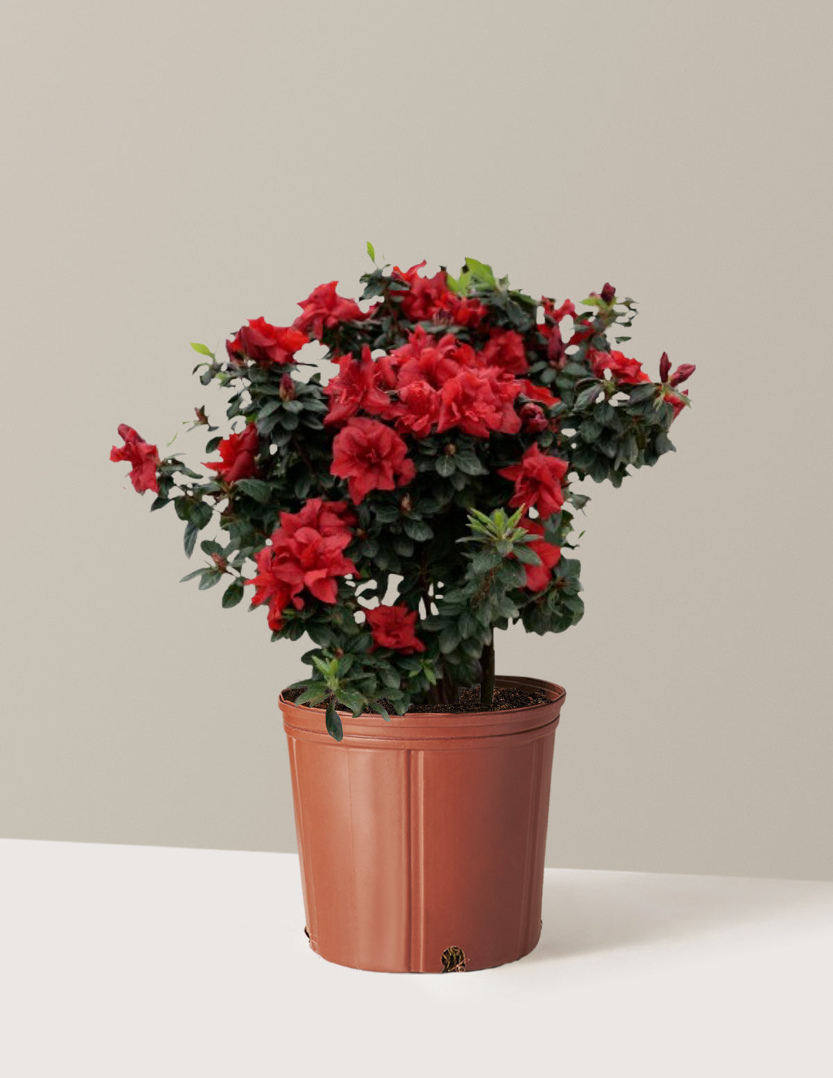 Ever After™ Ruby Azalea