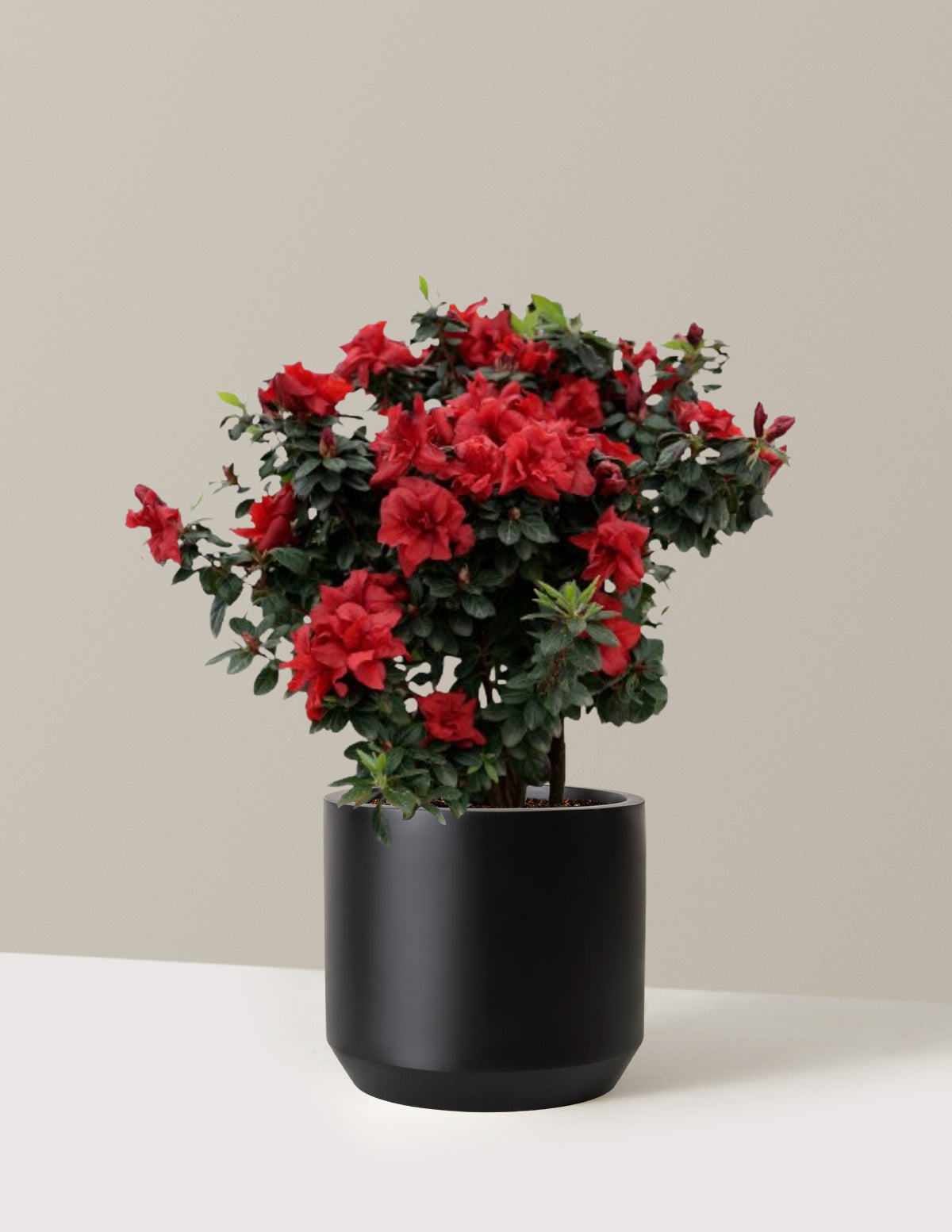 Ever After™ Ruby Azalea