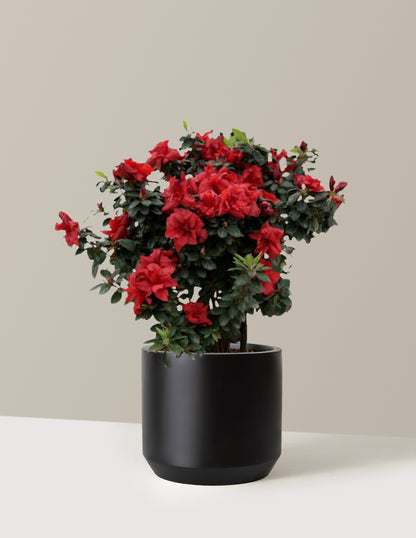 Ever After™ Ruby Azalea
