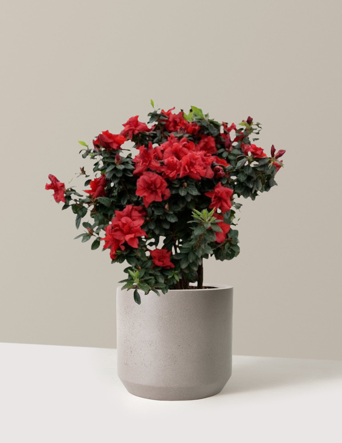 Ever After™ Ruby Azalea