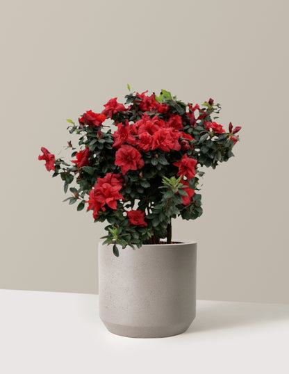 Ever After™ Ruby Azalea