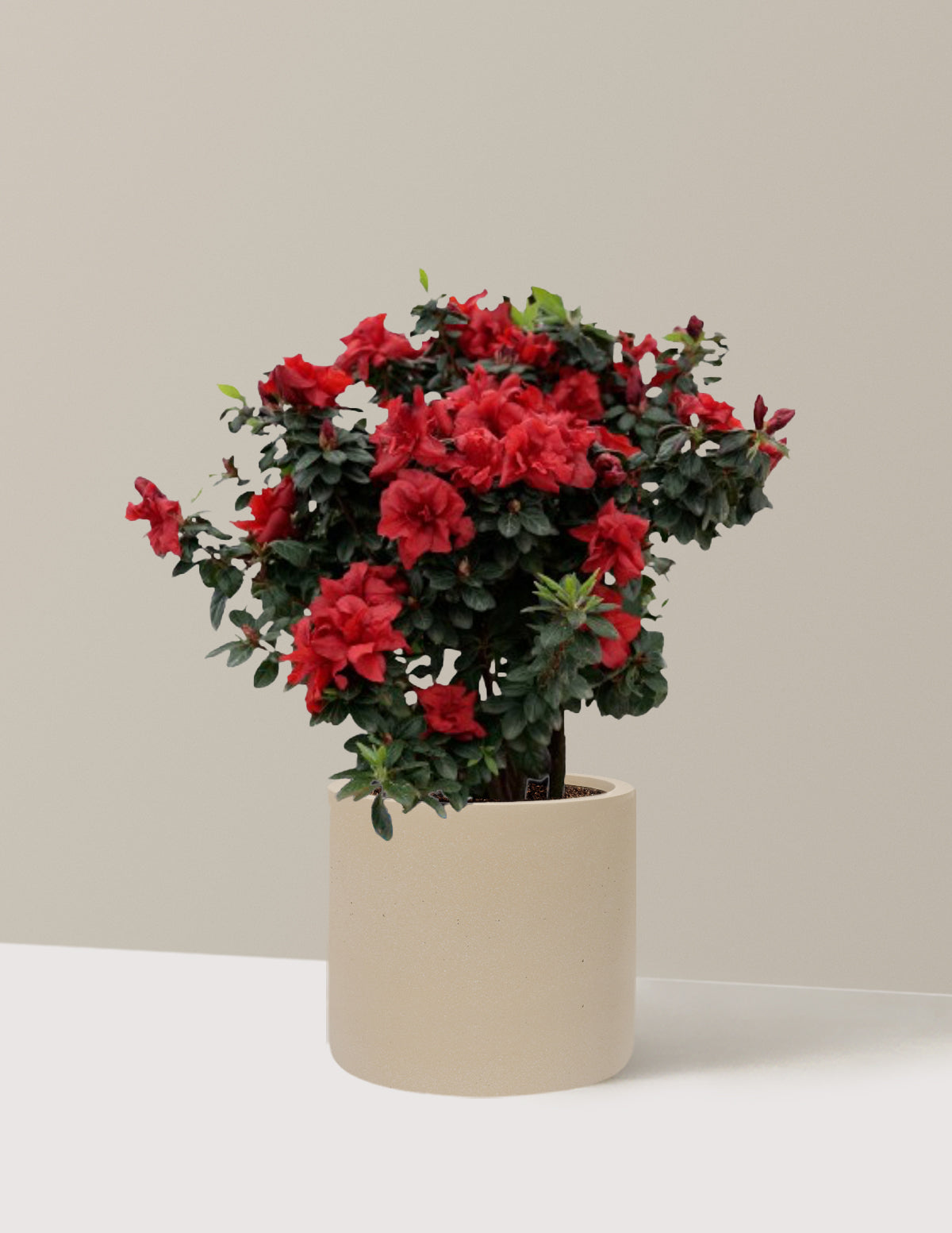 Ever After™ Ruby Azalea