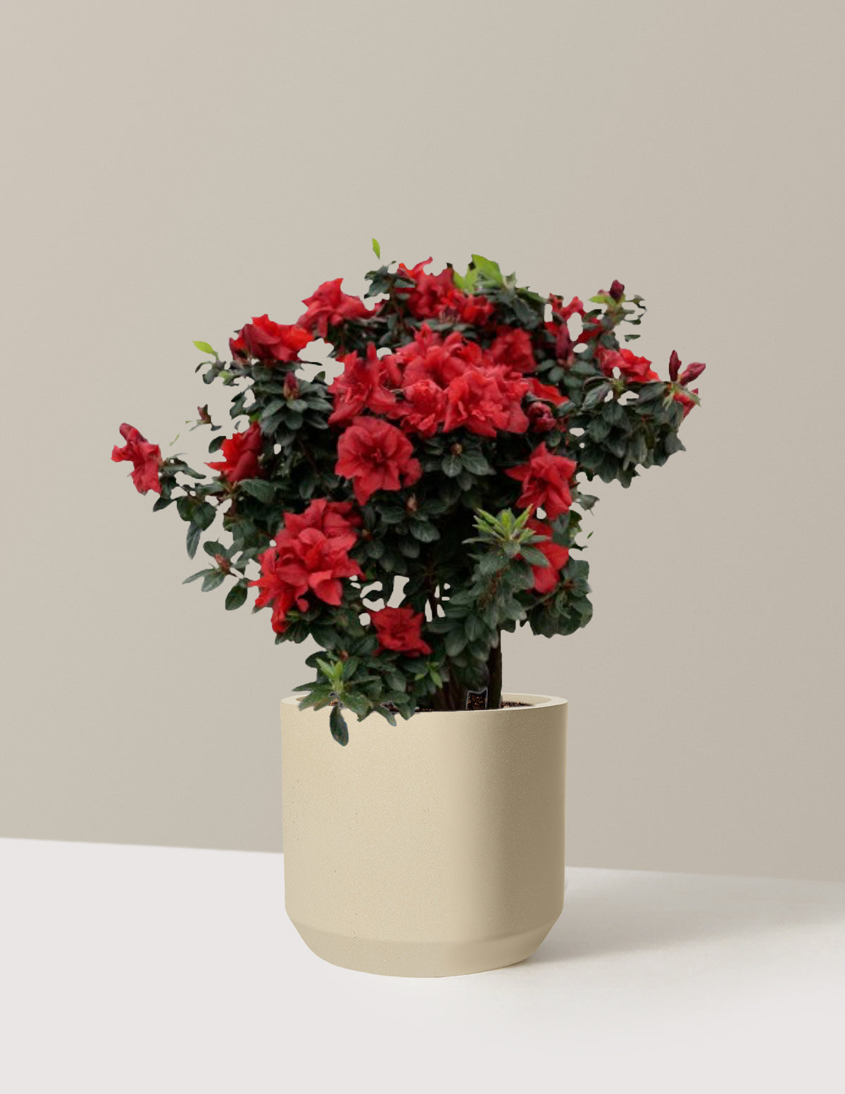 Ever After™ Ruby Azalea
