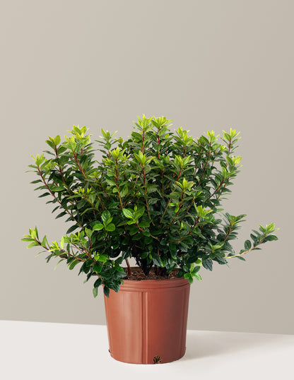 Ever After™ Ruby Azalea