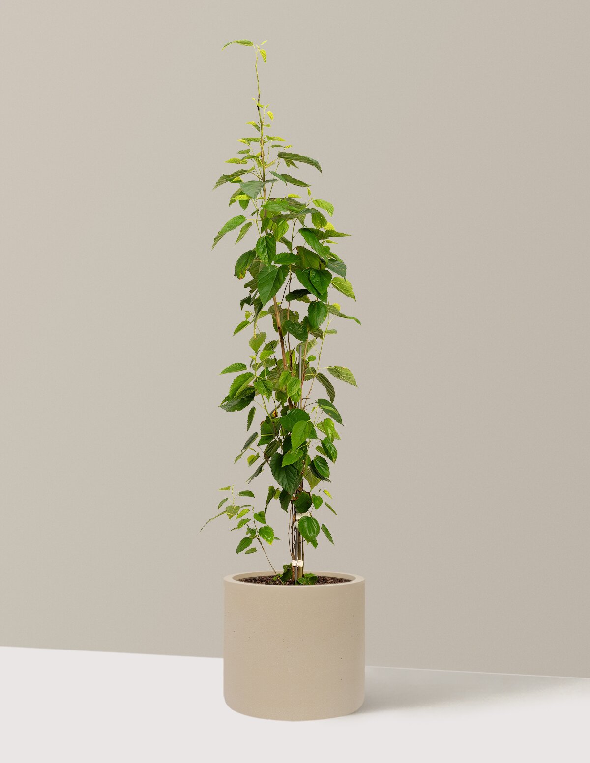 Everbearing Mulberry Tree