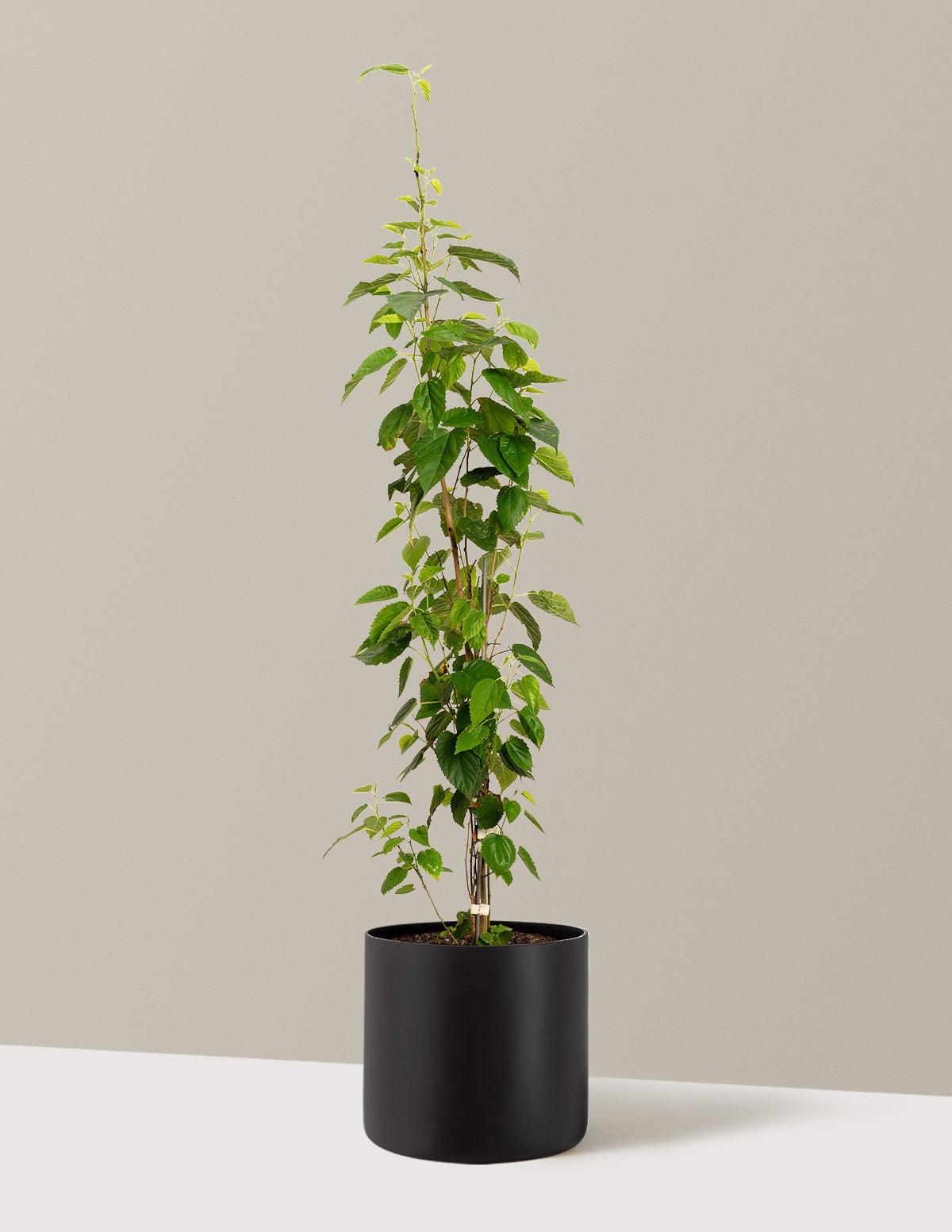 bundle | 4-5 ft. | Agnes | Black