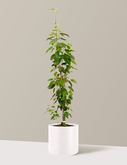 bundle | 4-5 ft. | Agnes | Cream