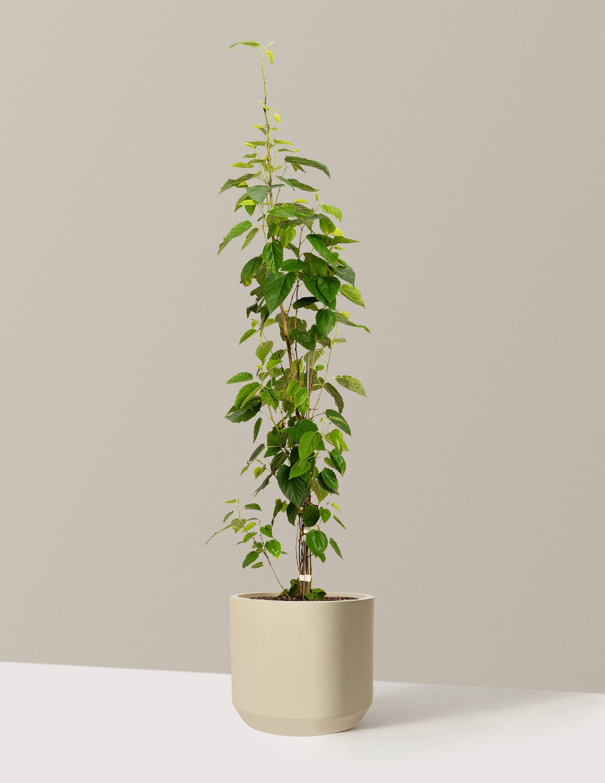 Everbearing Mulberry Tree