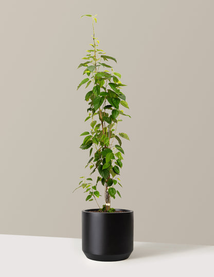 bundle | 4-5 ft. | Mexia | Black